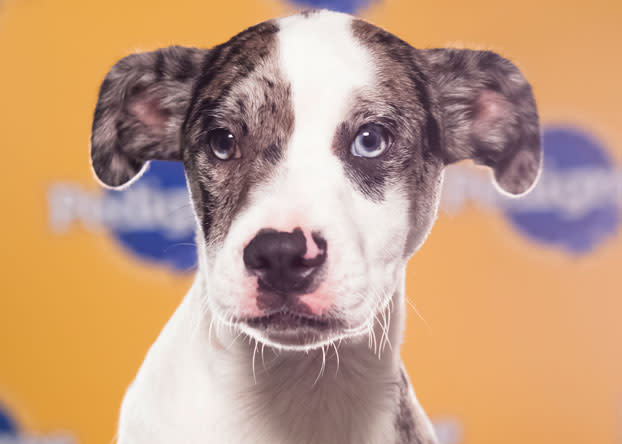 Koda, a 4-month-old Catahoula/Boston terrier mix, was voted cutest puppy in Howl's Kitchen in Manhattan, and is an expert at riding the subway. (Photo by Keith Barraclough/DCL)