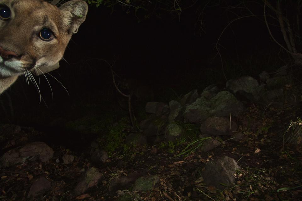 A mountain lion is captured by a trail camera at the Santa Monica Mountains National Recreation Area. (National Park Service)