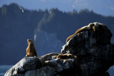 Sea lions bask on a rock as U.S. President Barack Obama (not pictured) takes a boat tour of Kenai Fjords National Park in Seward, Alaska September 1, 2015. REUTERS/Jonathan Ernst