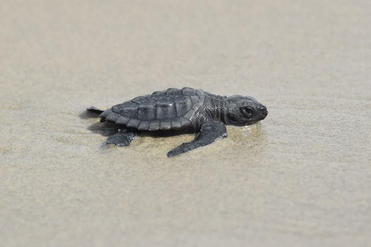 Endangered sea turtles nesting on Louisiana’s Chandeleur Islands for first time in 75 years . Credit: Louisiana Coastal Protection and Restoration Authority