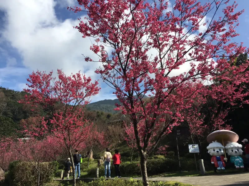 ▲陽明公園櫻花溪流區山櫻花況。（圖／陽明山花季粉專）