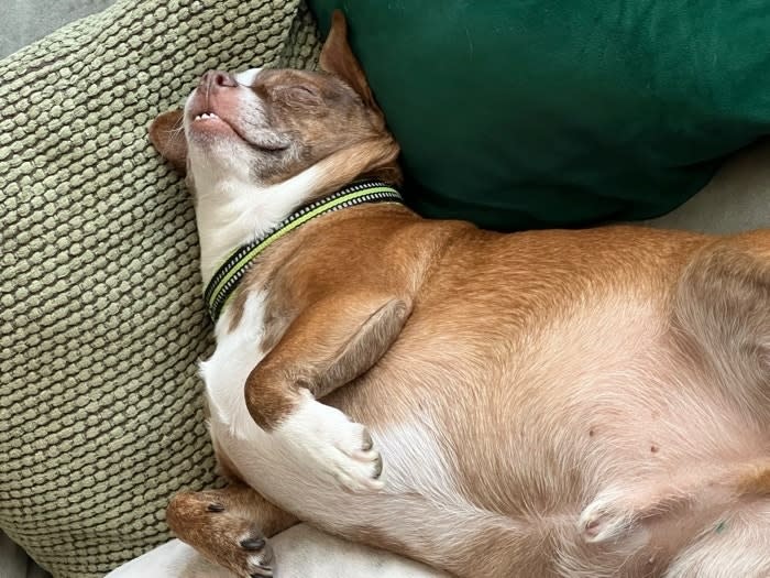 A dog is lying on its back, asleep on a couch cushion beside a green pillow