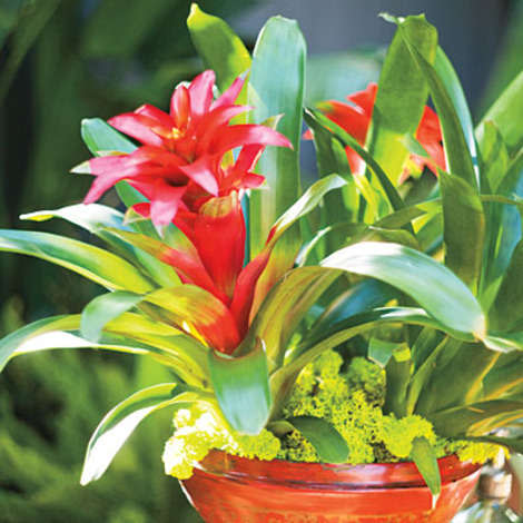 Bring in some bromeliads