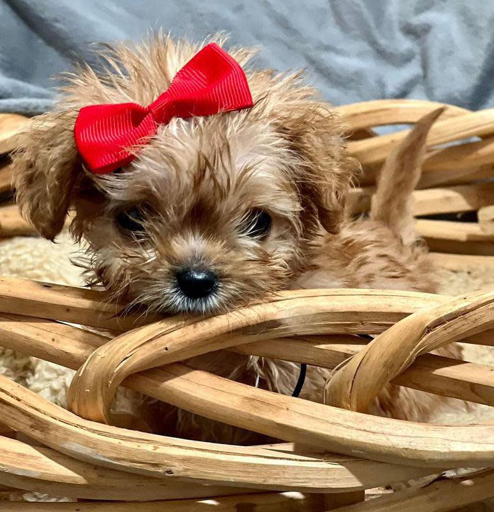 The Puppy Bowl's Smallest Competitor's Mom Breaks Silence After Her Death