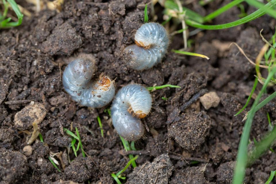 Close up of white grubs (larva of june beetle) burrowing into the soil. 