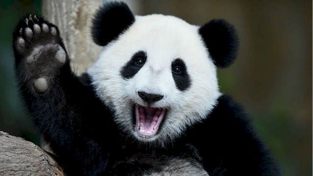 美國華盛頓史密森尼國家動物園(Smithsonian National Zoo)17日宣布，園內母大貓熊「美香」已懷孕，可望在未來幾天生下貓熊寶寶。(推特)