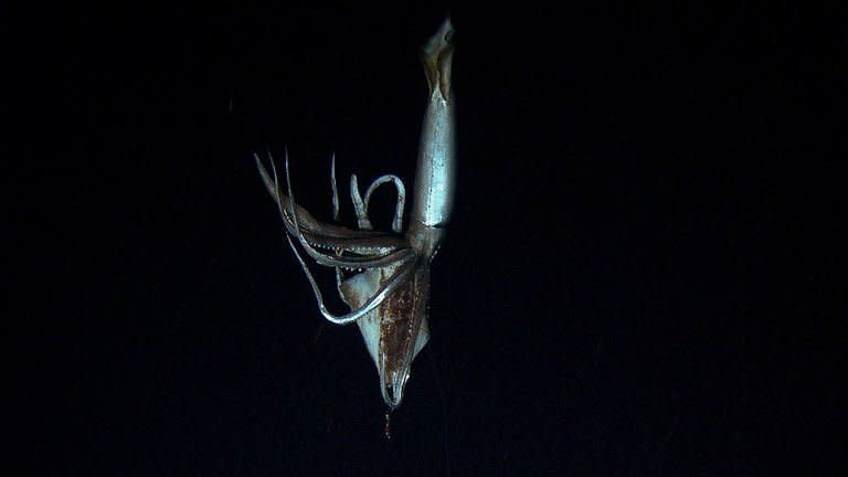 Screen grab from footage captured by NHK and Discovery Channel in July 2012 and released January 7, 2013 shows a giant squid holding a bait squid in its arms in the sea near Chichi island. Scientists used a submersible to get them into the depths of the Pacific Ocean, where at around 630 metres they managed to film the giant squid