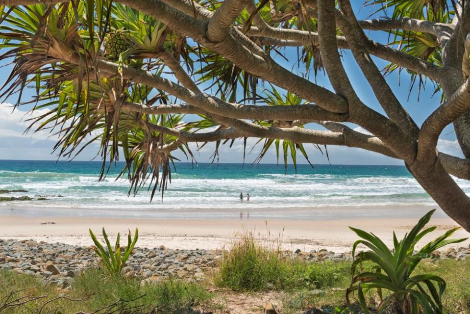 Cabbage tree and view to the beach at Broken Head nature reserve