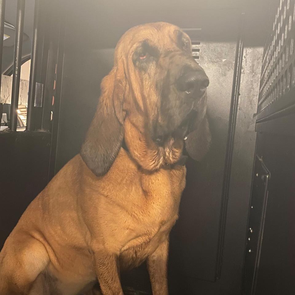 Sheriff's Dog Helps Locate Girl Who Went Missing During Tropical Storm Elsa