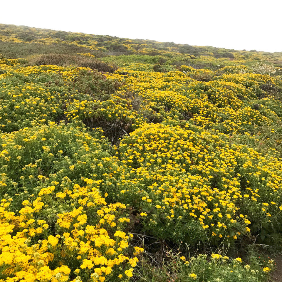 <h2>Garrapata State Park And Beach</h2> <p>While the beach is ruggedly beautiful (and was one of the filming locations for <em>Big Little Lies</em>), we recommend venturing further into the secluded picturesque canyon of wildflowers.</p> <p><em>Highway 1, Carmel-by-the-Sea, CA 93923</em></p> <h4>The Zoe Report</h4>