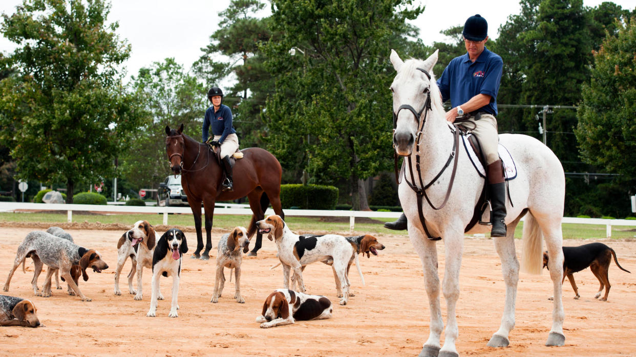 Penn Marydel foxhounds