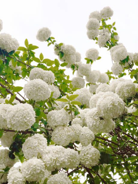 hydrangea in yangzhou, china