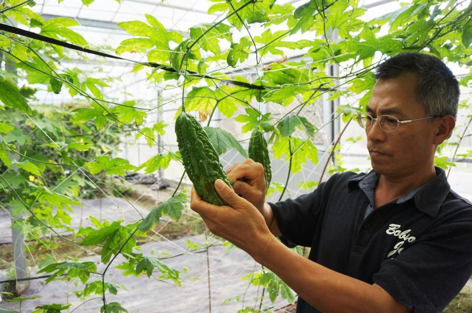 全中和在花蓮農改場服務時，致力原住民野菜作物研究，協助地方產業發展。（圖片提供／花蓮區農業改良場）