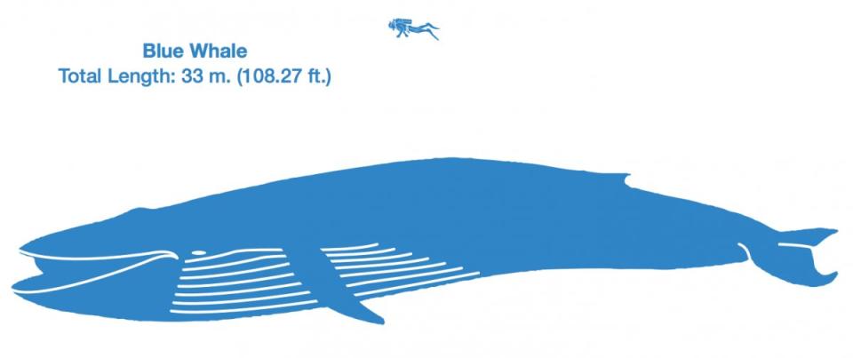 Blue Whale