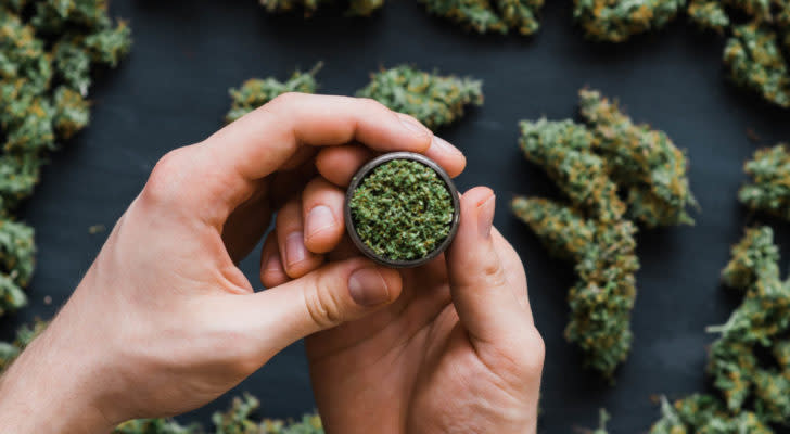 A close-up shot of hands holding a grinder with cannabis buds in the background representing aurora stock. cannabis stocks to buy