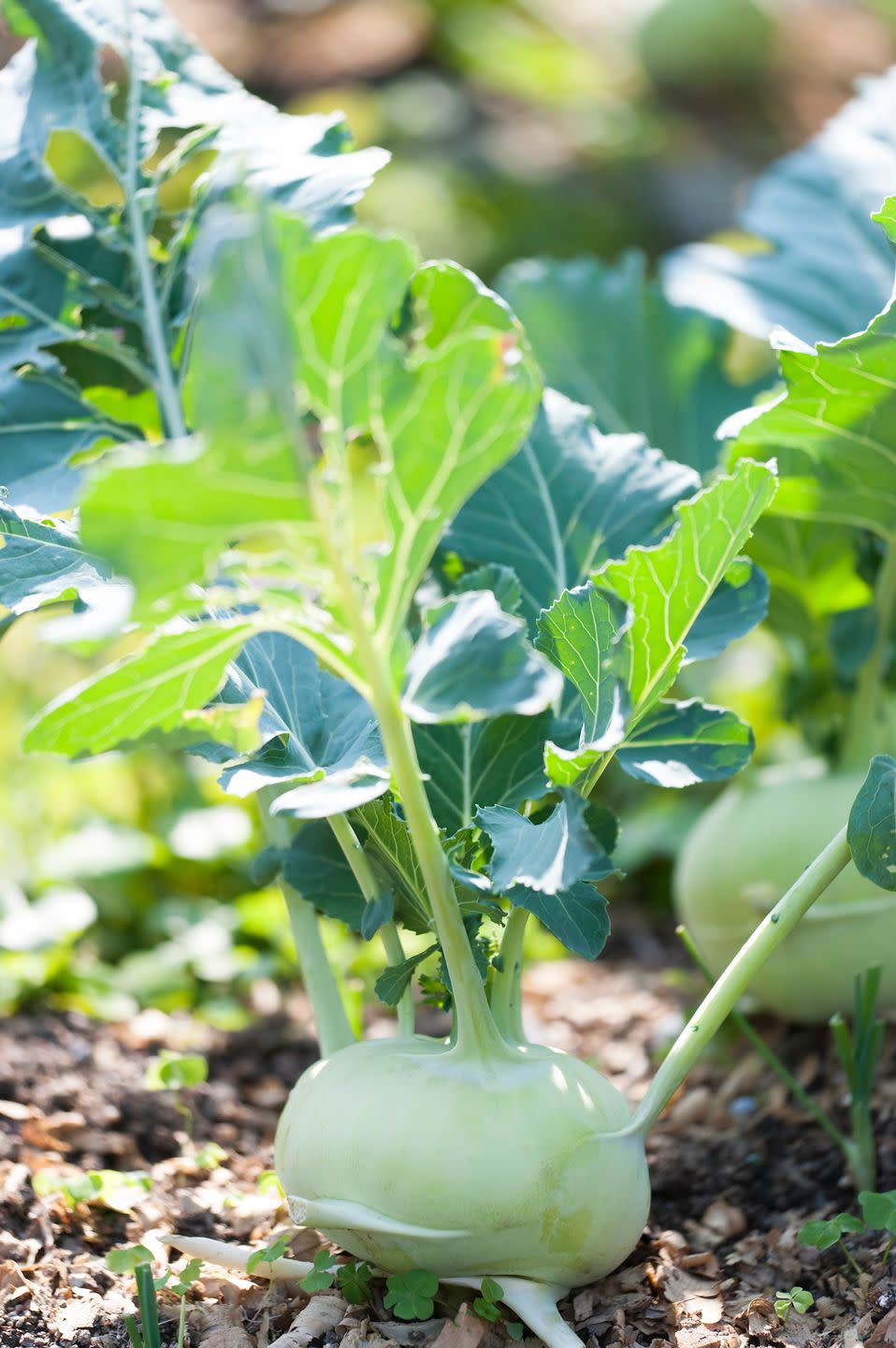 8) Kohlrabi