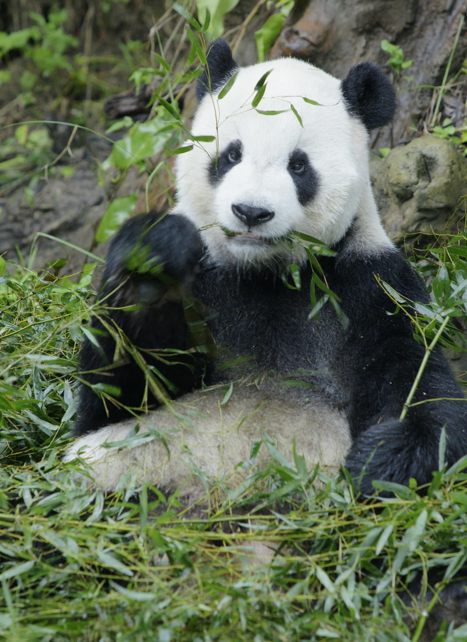 「團團」剛加入動物園時的影像。圖/動物園提供