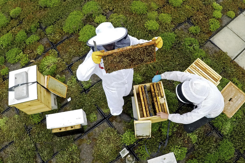 Spencer Mangiacotti, left, and, Anthony Zunino, beekeepers for Best Bees, inspect two hives on the roof of the Warren Rudman U.S. Court House, Monday, May 15, 2023, in Concord, N.H. (AP Photo/Robert F. Bukaty)