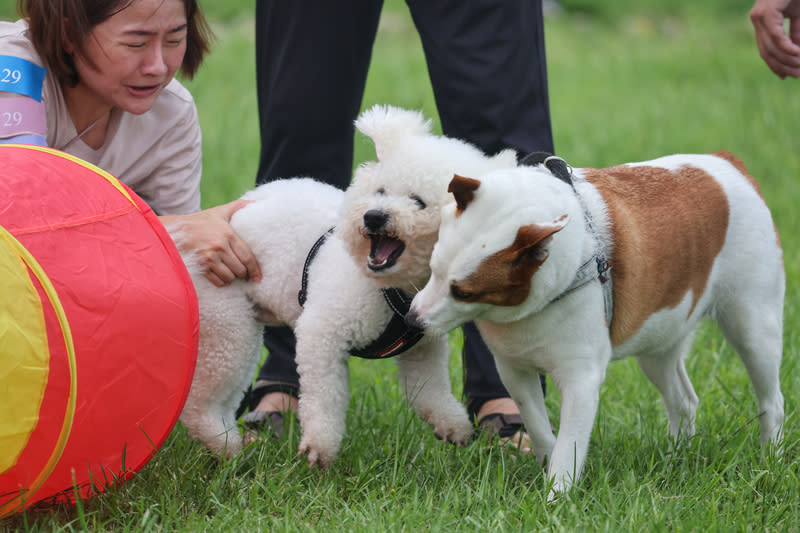 北市毛孩夏日派對（3） 台北市動物保護處22日下午在內湖區週美狗活動區舉 辦「毛孩夏日派對」，盼藉由趣味玩樂方式傳達動物 友善理念，吸引許多民眾帶著毛小孩到場參與。 中央社記者王飛華攝  113年6月22日 