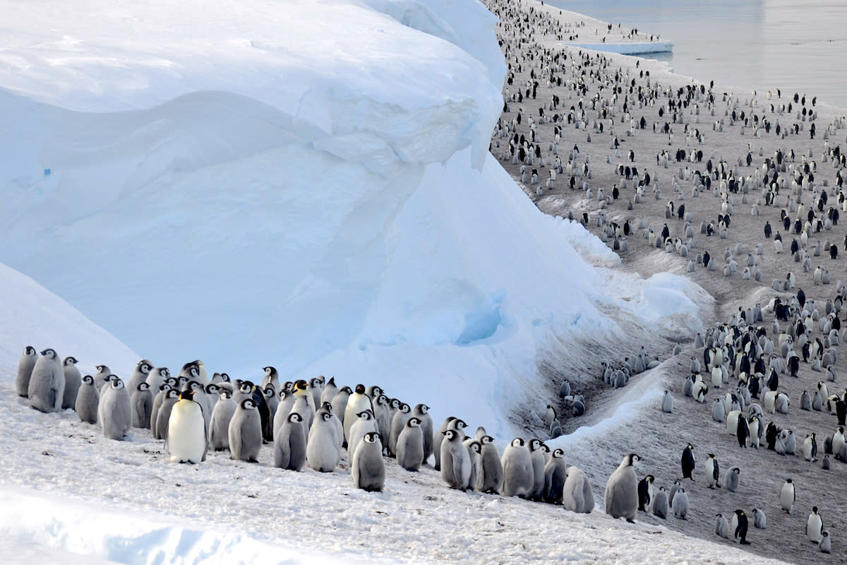 Emperor penguins near Halley Research Station in Antarctica.  Christopher Walton / British Antarctic Survey