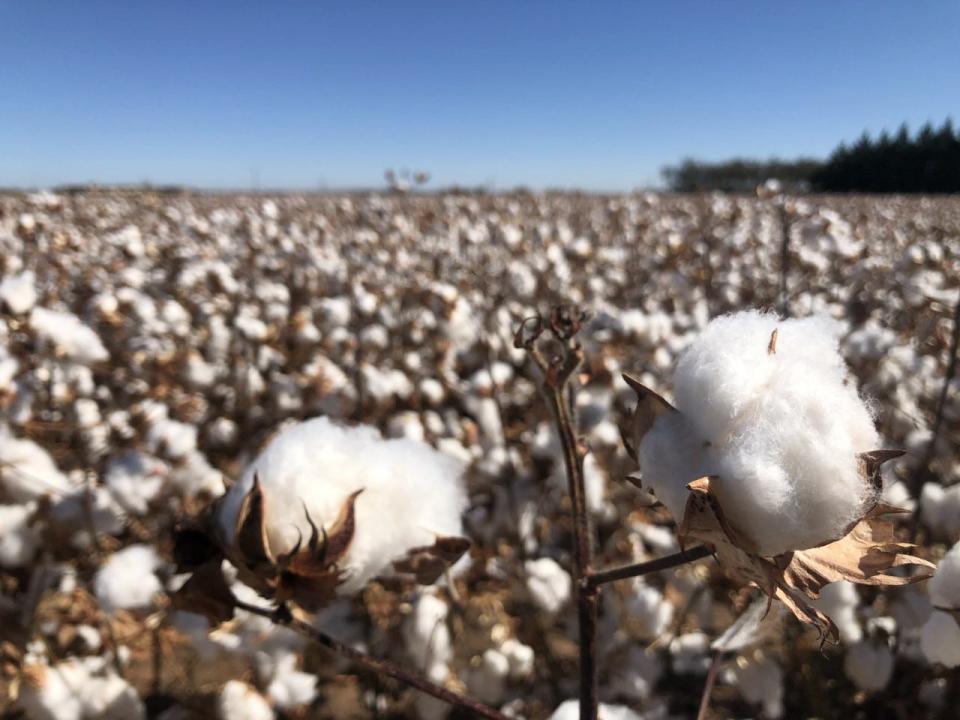 A cotton field in West Lubbock county just ahead of harvest on Oct. 29.