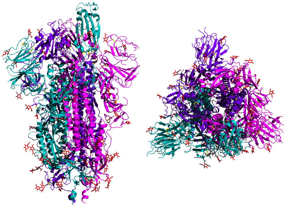 <span class="caption">An illustration of the SARS-CoV-2 spike protein shown from the side (left) and top. The protein latches onto human lung cells.</span> <span class="attribution"><a class="link " href="https://commons.wikimedia.org/wiki/File:6VSB_spike_protein_SARS-CoV-2_homotrimer.png" rel="nofollow noopener" target="_blank" data-ylk="slk:5-HT2AR/Wikimedia;elm:context_link;itc:0;sec:content-canvas">5-HT2AR/Wikimedia</a></span>