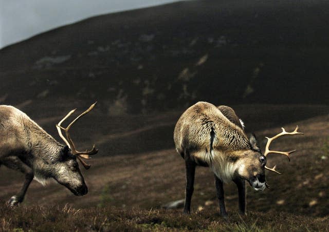 Reindeer in the Cairngorm mountains, Scotland