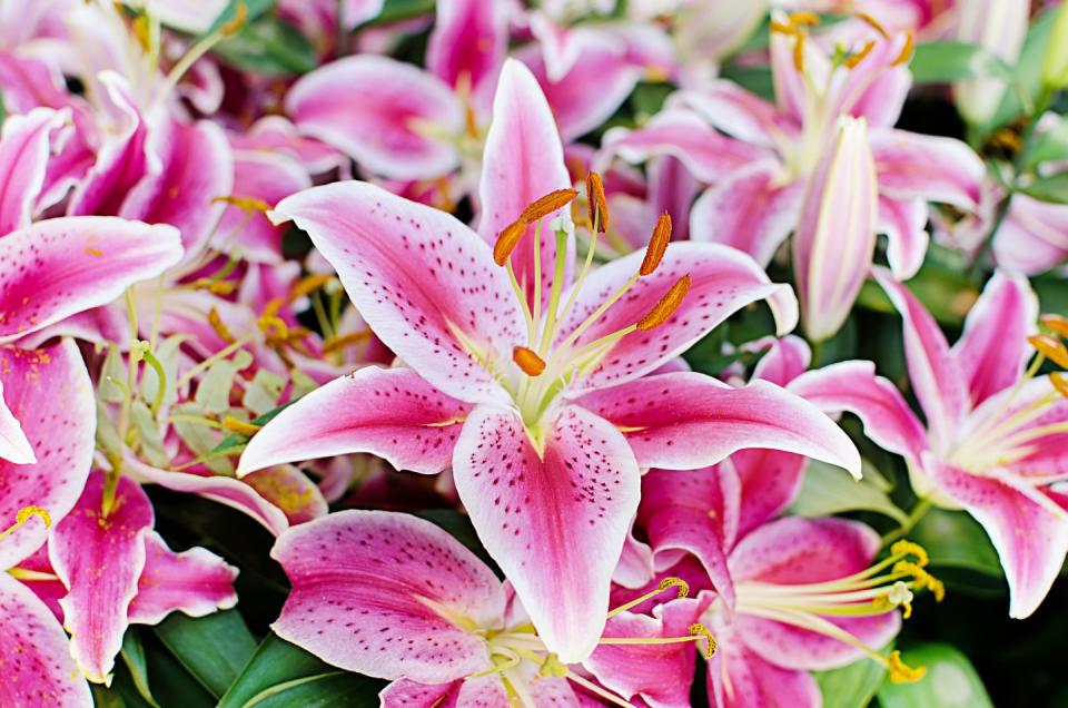 flower meanings, close up of lilium flower