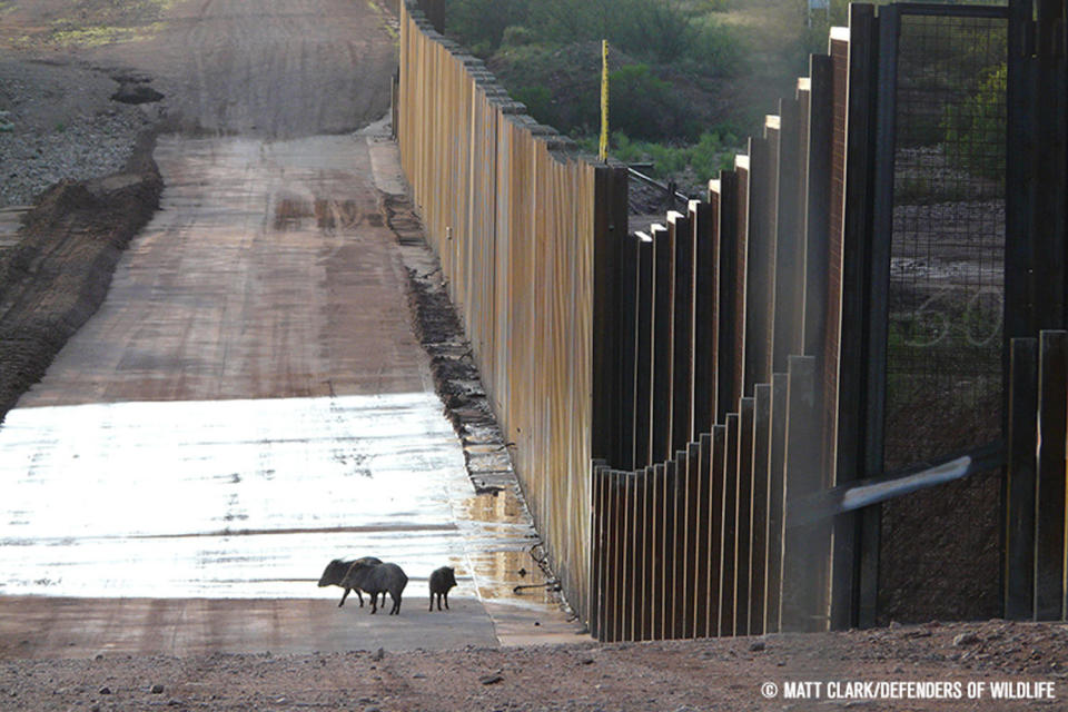 A family of javelinas, a type of wild hoofed animal similar to pigs, near a section of&nbsp;wall on the U.S.-Mexico border near the San Pedro River in southeastern Arizona.&nbsp; (Photo: Matt Clark / Defenders of Wildlife)