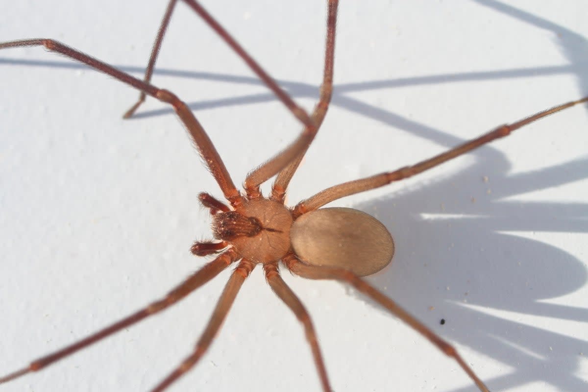 The brown recluse spider is one to one-and-a-half inches long. (Getty Images/iStockphoto)