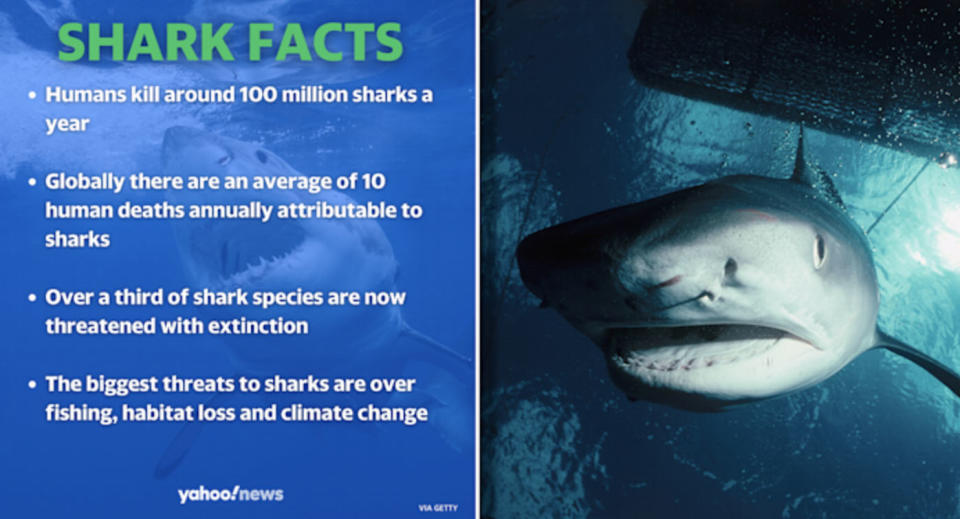 shark facts