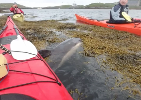 Dolphin trapped in seaweed 'thanks' kayakers after rescue