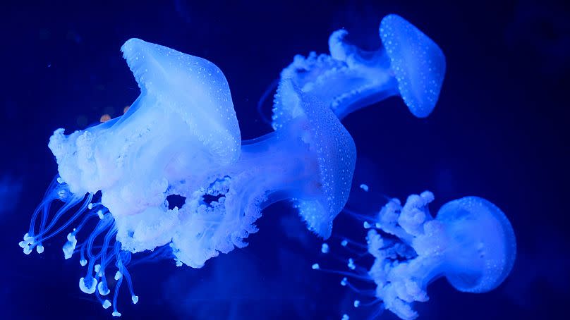 Lion's mane jellyfish could triple their habitat as oceans warm.