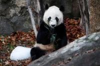 Bei Bei, the giant panda, is seen for the last time at the Smithsonian National Zoo, before his departure to China, in Washington