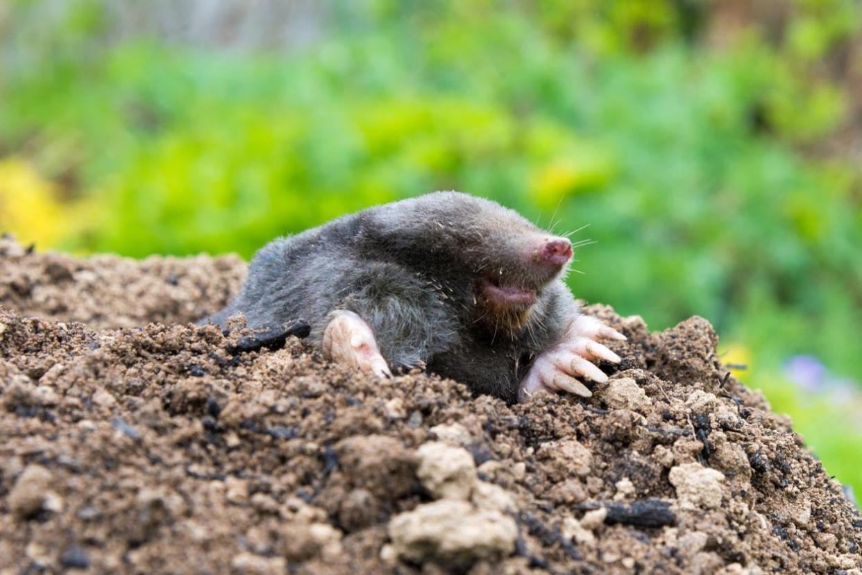 Yard Mole Removal Cost