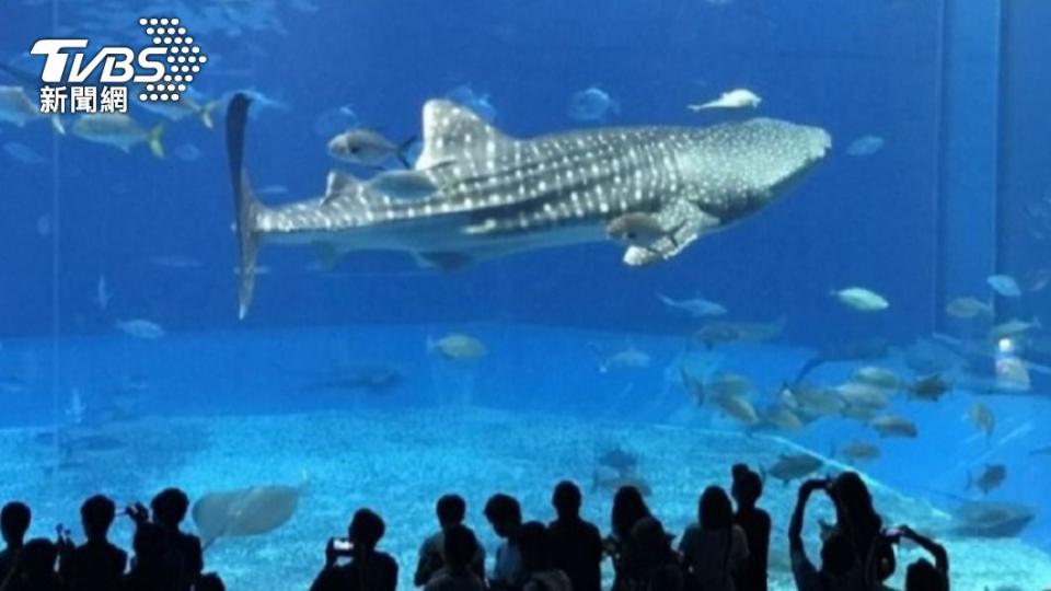 沖繩美麗海水族館母鯨鯊病逝。 （圖／TVBS資料畫面）