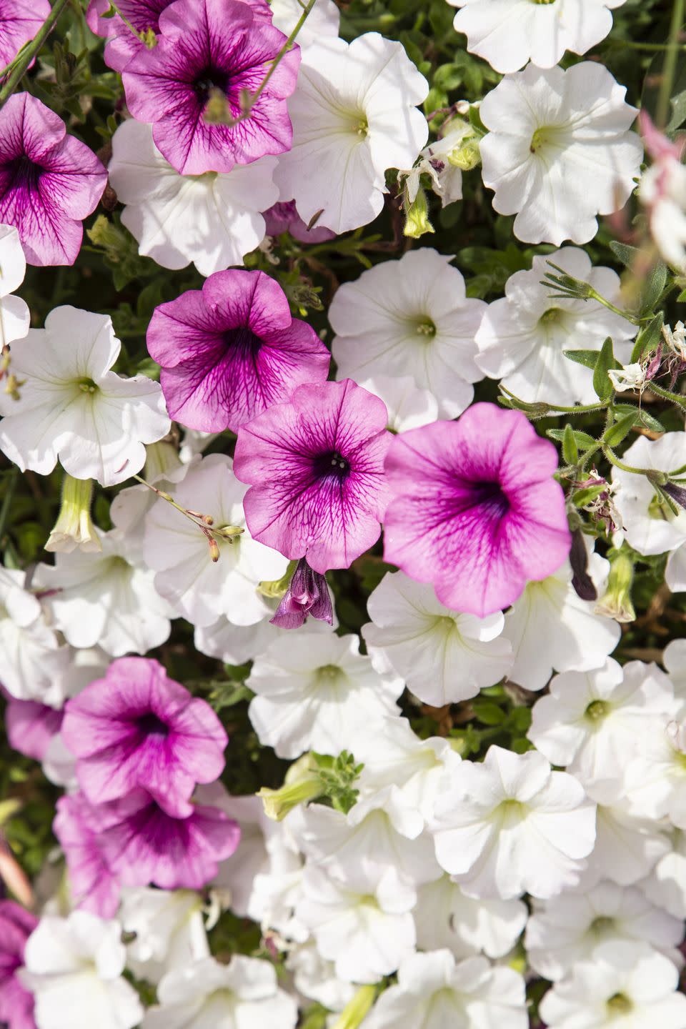 annual flowers petunias