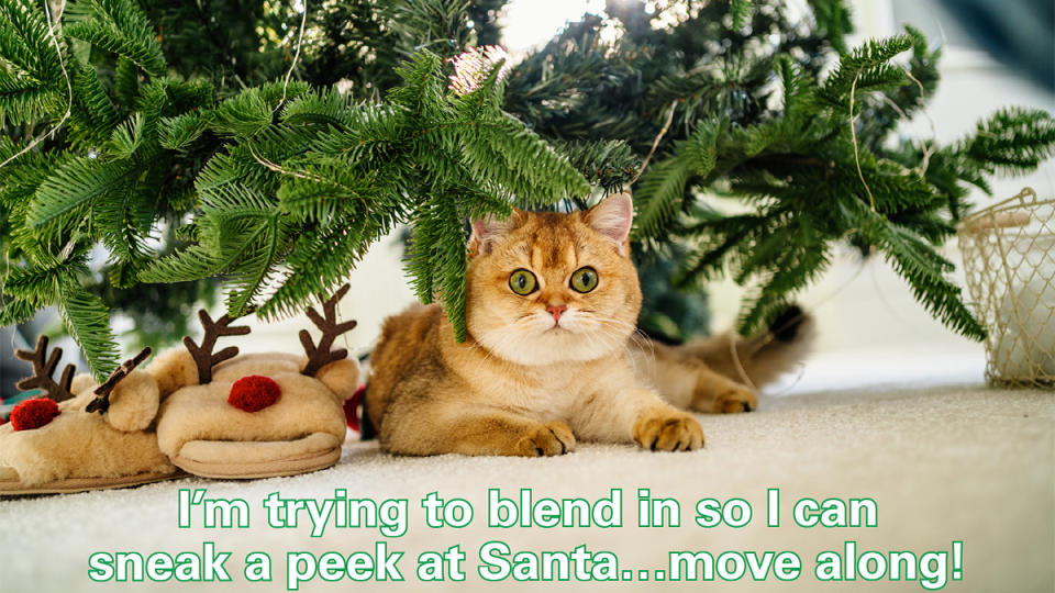 Christmas memes: Cat hiding under tree with caption, 