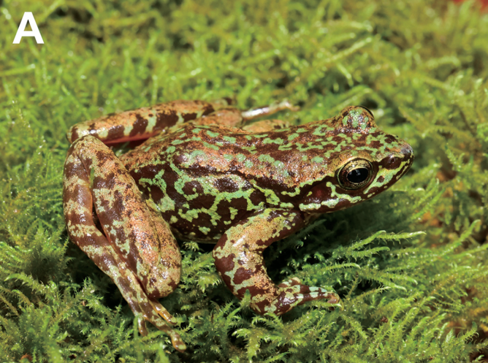 An Amolops dafangensis, or Dafang cascade frog, perched on a plant.