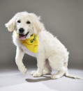 <p>Team: Fluff<br> From: Big Fluffy Dog Rescue<br> (Photo: Animal Planet) </p>