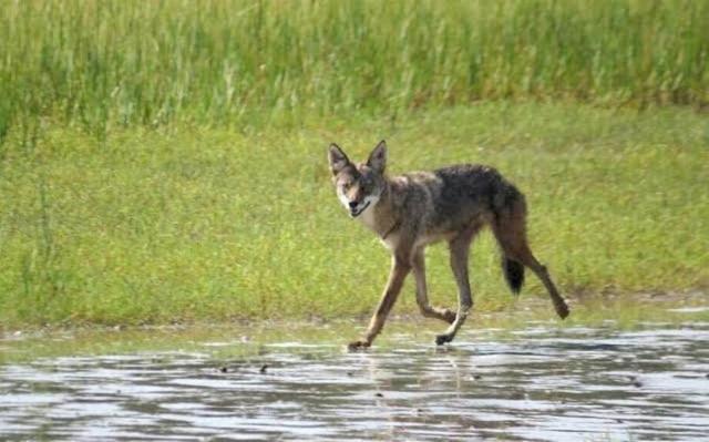 Coyote Encounters Common During This Time Of Year In Wa How To Keep