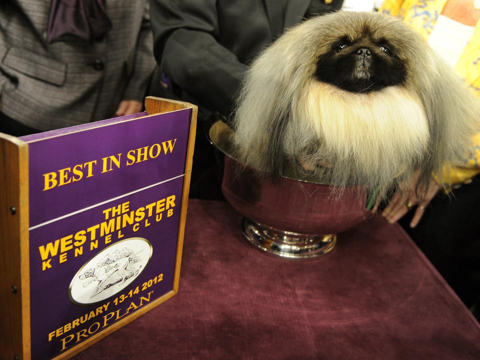 westminster winner 2012