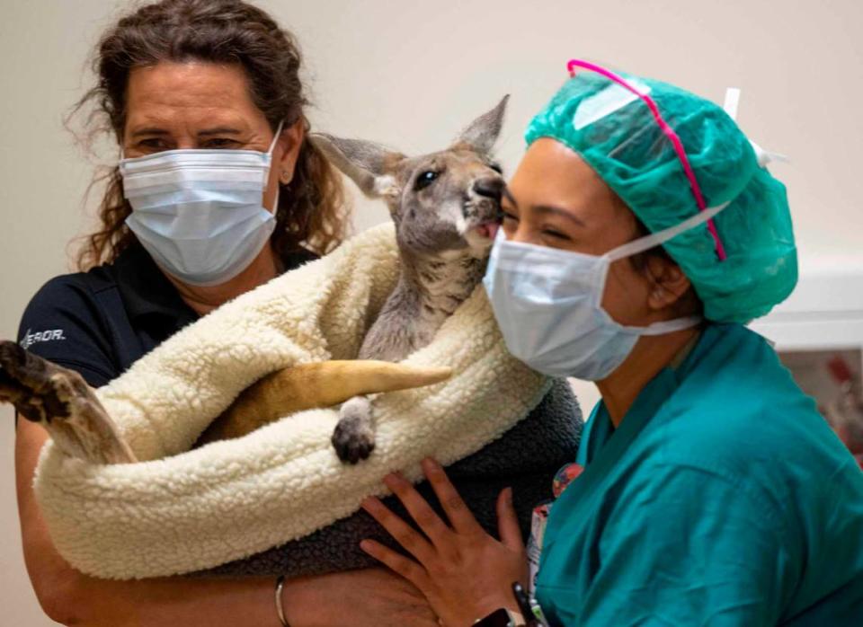 A kangaroo named Fuzz Bucket, held by SeaWorld San Diego animal handler Corrine Brindley, appears to kiss Sutter Children’s Center surgery nurse Lexi Sanchez during a visit by the rescued and rehabilitated animals to the hospital Wednesday. Lezlie Sterling/lsterling@sacbee.com