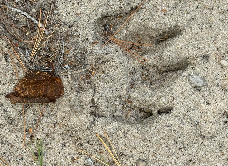 Linda Scheffler's bear visitor left a large paw print in her back yard after visiting her bird feeders on Saturday, Nov. 25.