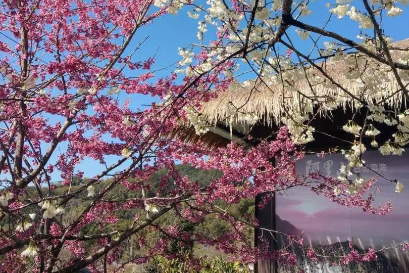 [Taiwan’s Cherry Blossom Viewing] [Limited Time: 33% OFF] YUYUPAS Cultural Park Ticket | Alishan, Chiayi. (Photo: KKday SG)