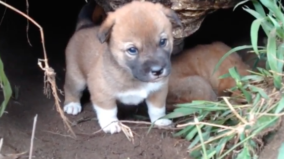 american dingo puppies