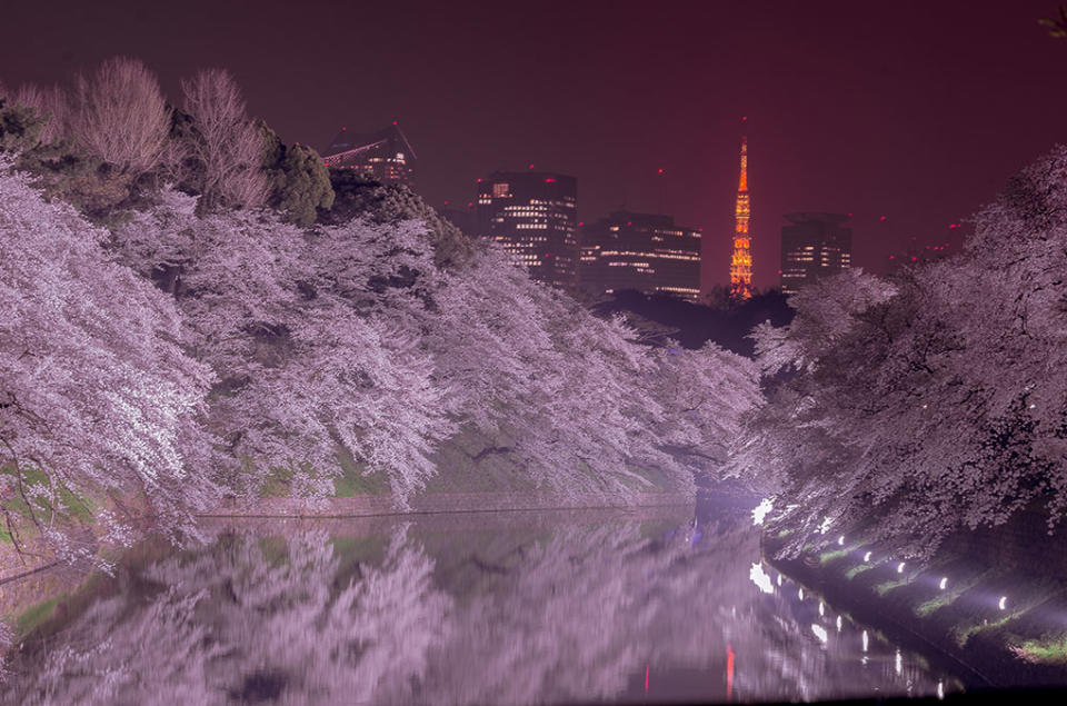 日本櫻花2023｜東京＋近郊夜櫻推介Top8！ 新宿御苑NAKED櫻花燈展/六本木櫻花步道/江戶櫻通粉紅點燈