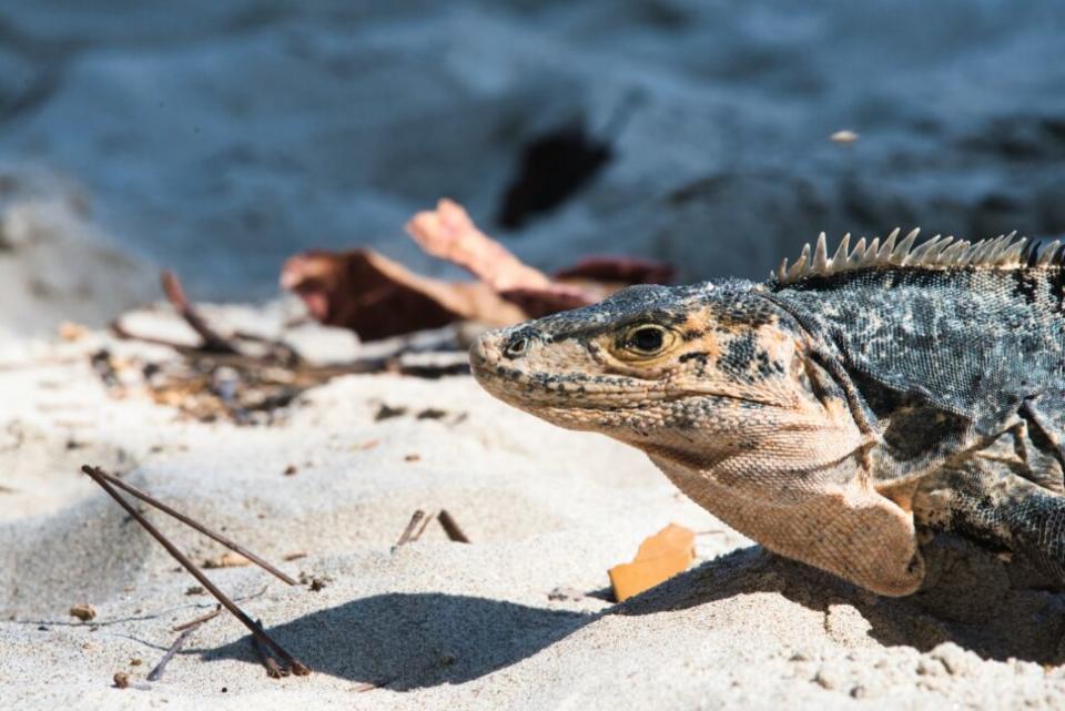 Iguana roaming the Manuel Antonio National Park's beaches

