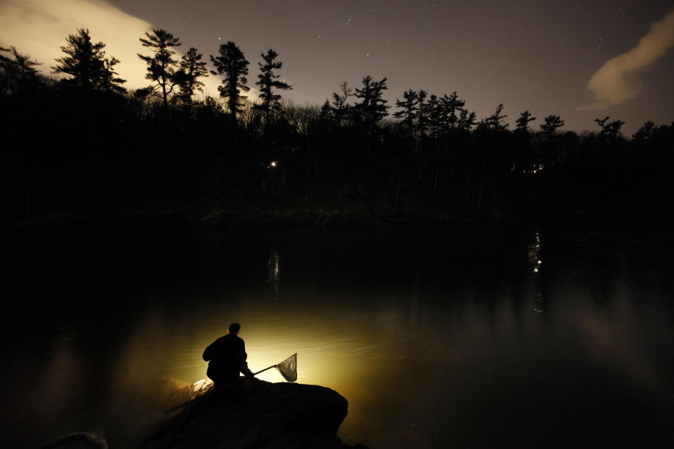 In this photo made Thursday, March 23, 2012, Bruce Steeves uses a lantern while dip netting fort elvers on a river in southern Maine. Elvers are young, translucent eels that are born in the Sargasso Sea and swim to freshwater lakes and ponds where they grow to adults before returning to the sea. (AP Photo/Robert F. Bukaty)