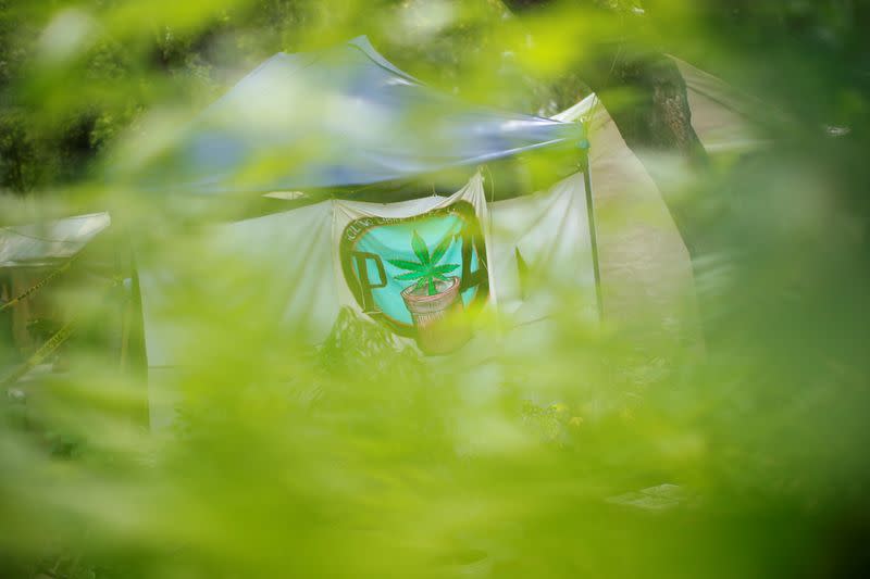 Cannabis garden next to Mexico's Senate building in call for legalization